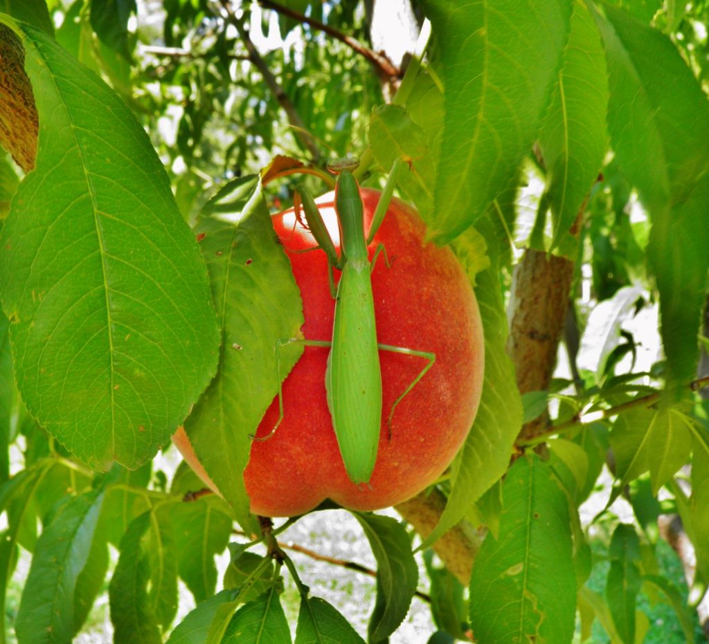 Praying Mantis on Late September Peach