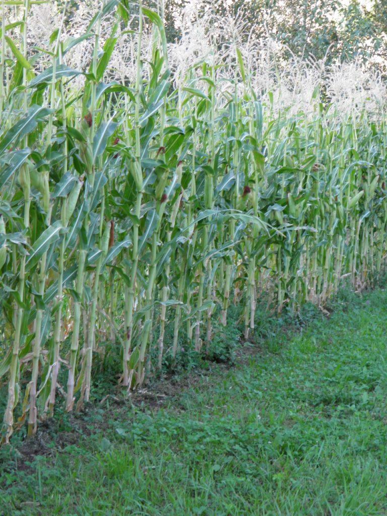 Good Corn Yield, September 2017