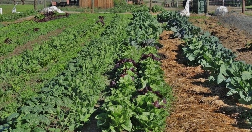 Spinach, Romaine, Brassicas in 2016