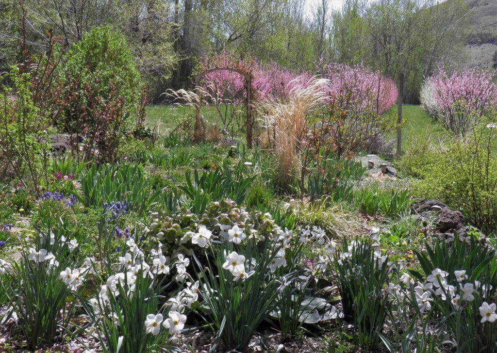 Peach and Pluot Bloom 2021